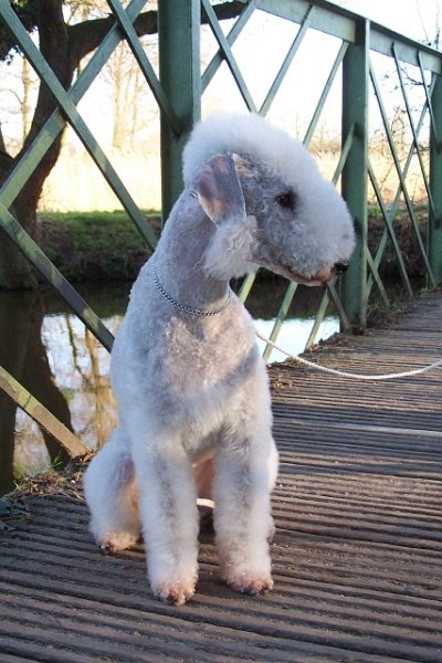 Airis Blue Volshebny Svet 09.02 (39).JPG